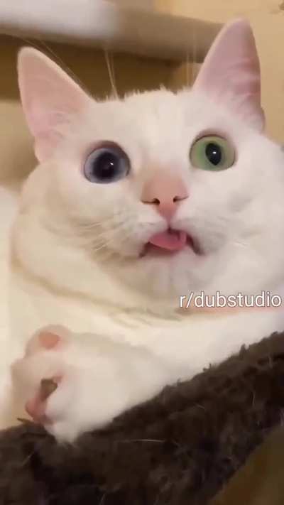 How will this cat start?