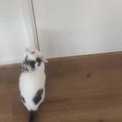 My cat everyday 7AM yelling to go get food