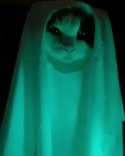 Призрак Мяоби-ван-Котоби