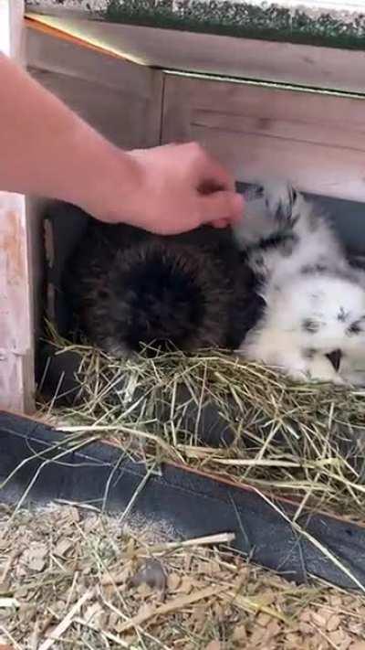 How to identify breedy chickens. Grumpy floofballs...