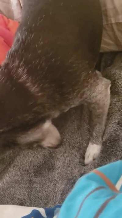 He does this until you cover him with a blanket