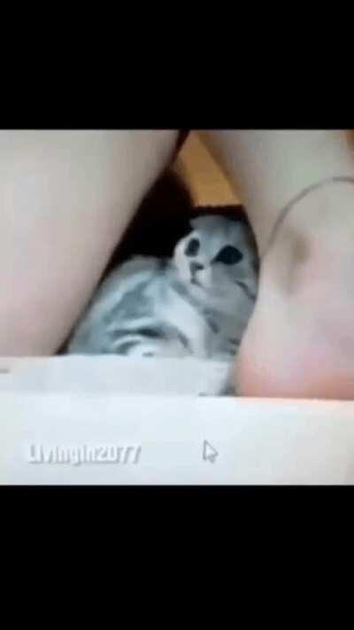 That cat is gonna live with serious mental trauma.