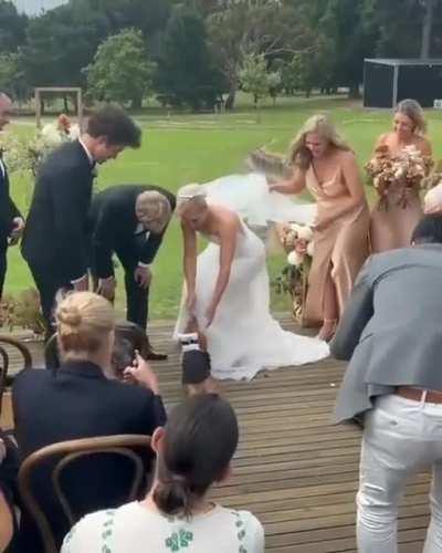 The best ring bearer