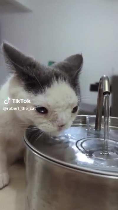 Hydrohomie cat