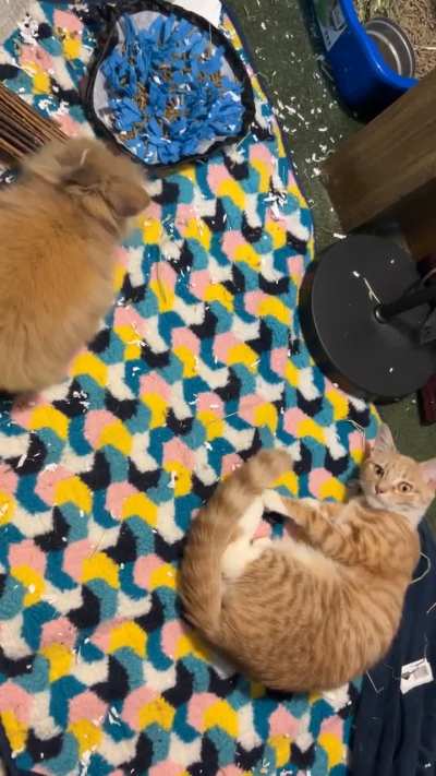 my two beautiful babies