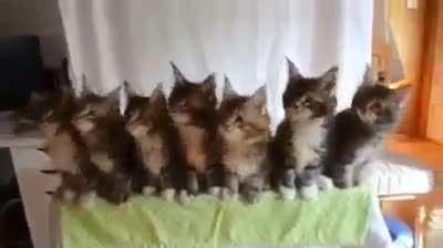 These cats can dance better than hoomans!