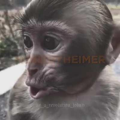 monkeyheimer