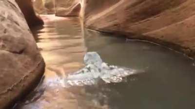 Кто сказал что совы не водоплавающая птица