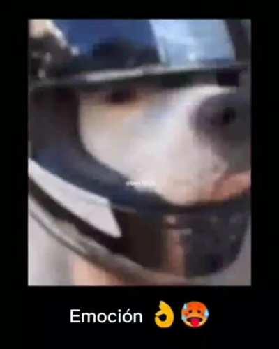 Perro moto 🔥😎😈