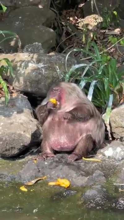 Ever seen a fat monkey?