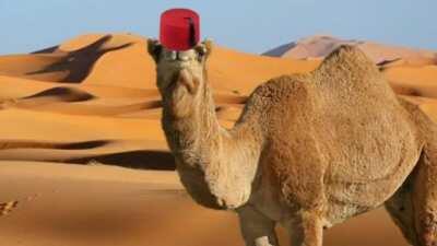 you're welcome 3th wife