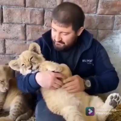 Little big cat loves some belly rub