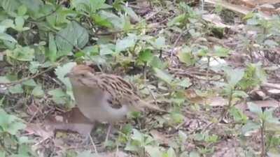 Saci. A small, common Brazilian bird with sick moves.