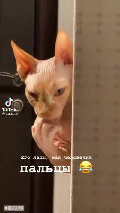 It aint cute but it aint ugly either