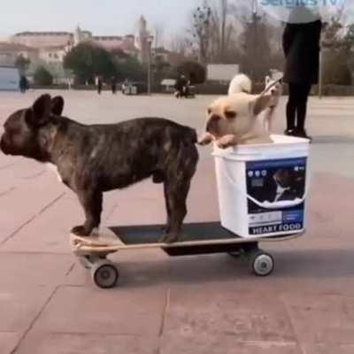 Hop on buddy we got a ride