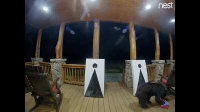 bears are curious about playing cornhole