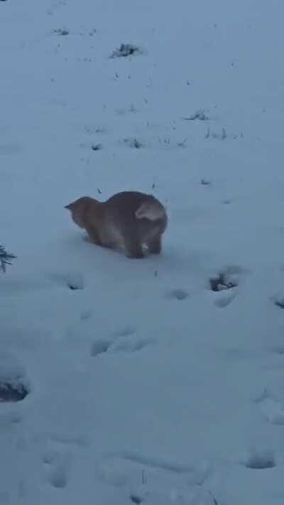 Misha's first Time seeing snow.