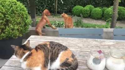 Cat Protects His Dog Buddy