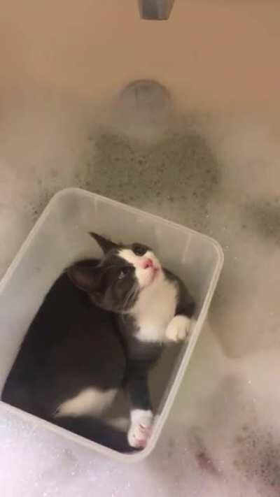Bathtub Cat returns