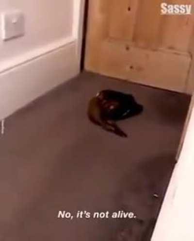 Slippers, what have you done?!