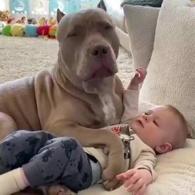 Друг человека