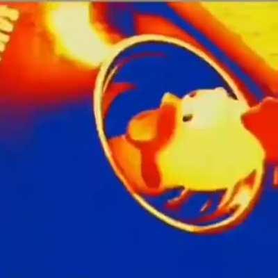 Duck in vacuum cleaner