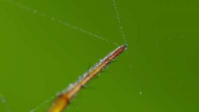 В мире животных