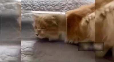 Tom and Jerry was accurate 