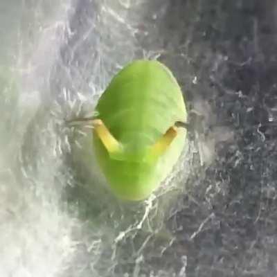 Sunbeam butterfly larvae shoots tentacles..