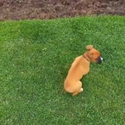 Doggo's got moves - don't question the technique.