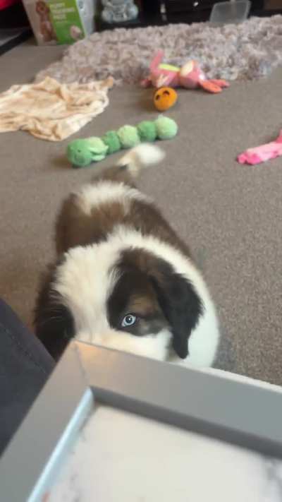 Harley watching the Simpsons & telling me off for eating breakfast😂