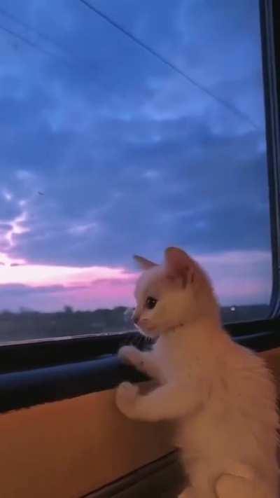 Lil guy is in awe of the world