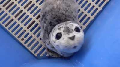 Очаровашка!