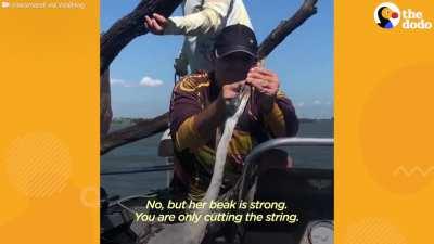 you know you are a real bro when you save birds.