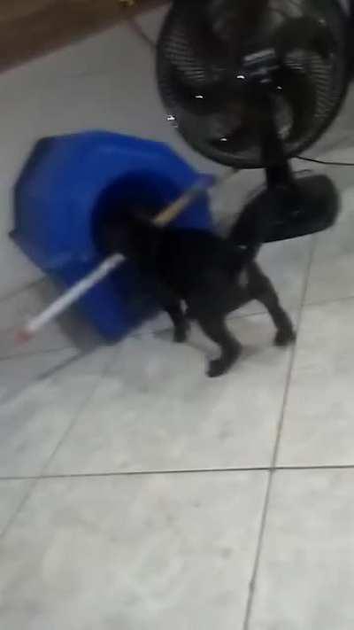Minha cachorrinha tentando entrar na casinha com um cabo de vassoura
