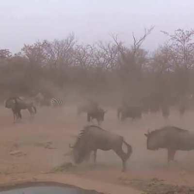 Zebra wants social distancing…