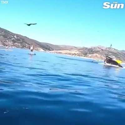 Man gets eaten by whale (kind of, not really)