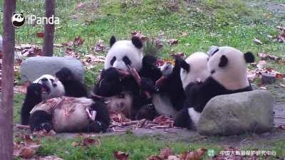 A panda a day keeps the sorrow away