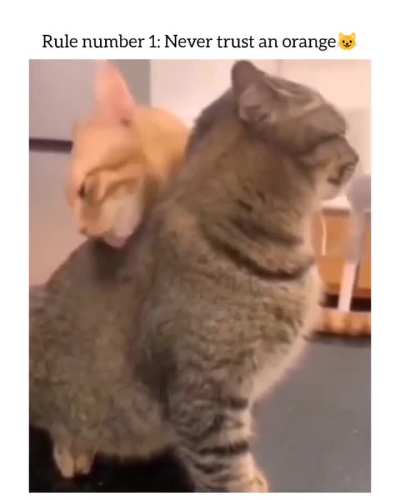 Cannibal wunk ‼️‼️‼️