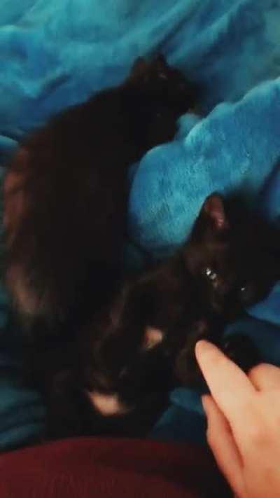 Is she practicing what will become a full-bodied meow or will she be a squeaker for life? Only time will tell