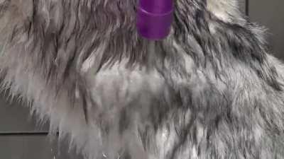 The WEIRDEST Husky dog ever