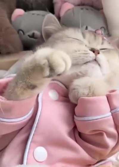 do you dress your cats?😑