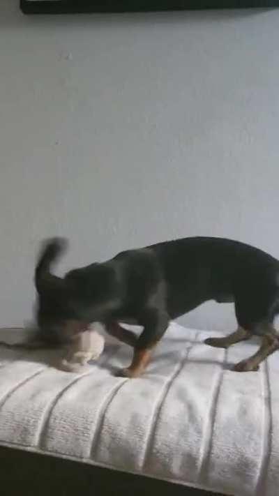 Get a Dachshund, they said. They're cute they said.