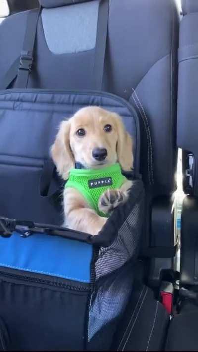 The cutest passenger.