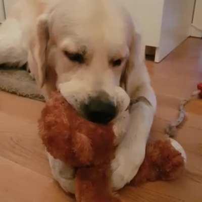 This is Nacho. He likes to snuggle his teddybear when he’s sleepy. ❤️