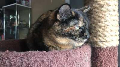 Buying a bird feeder for our kitties was the best idea ever