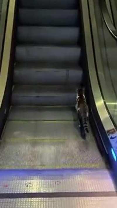 Cats are smart they said 😃