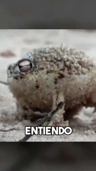 BeelcitosMemes - Video #4248