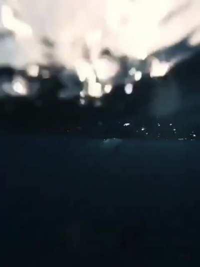 Young dolphin jumping out of the water