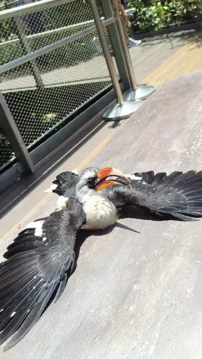 He just plopped down to sunbathe